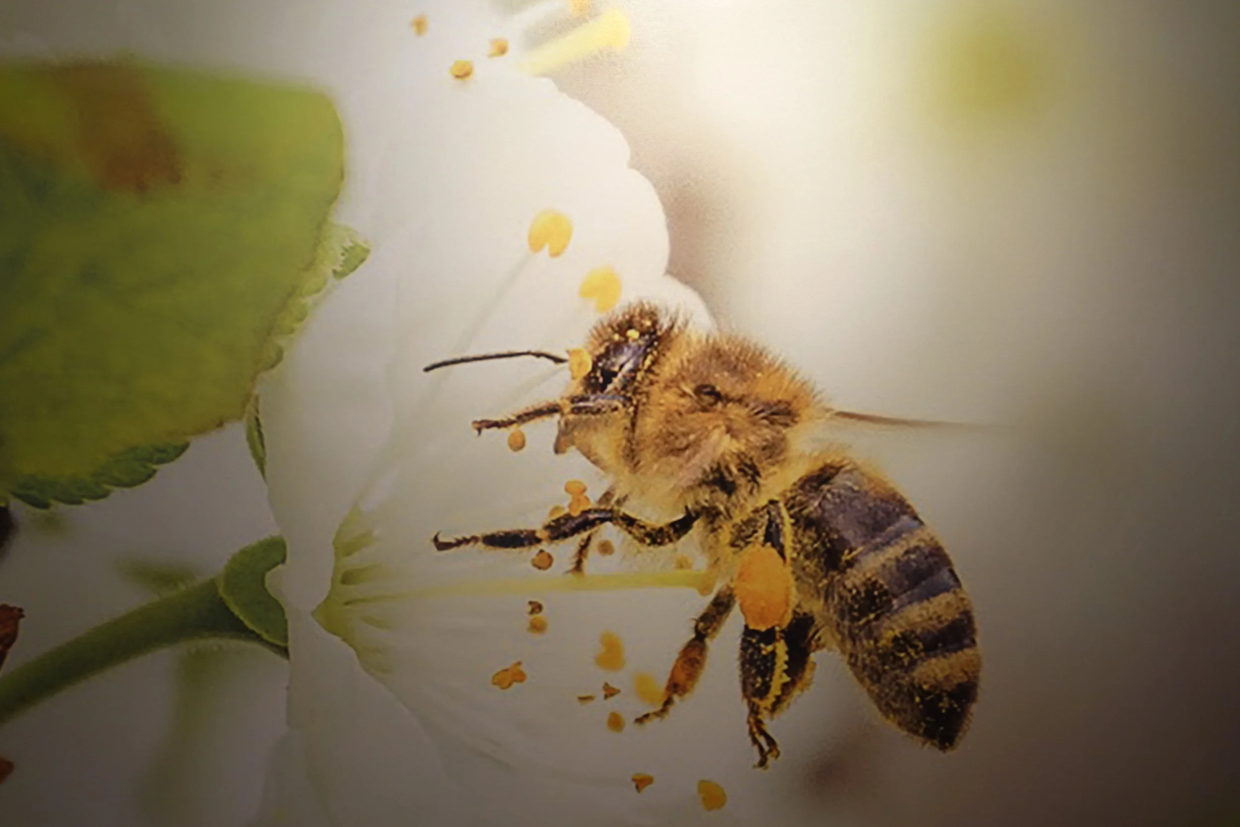 Pen plen – en ørken på våre friområder?