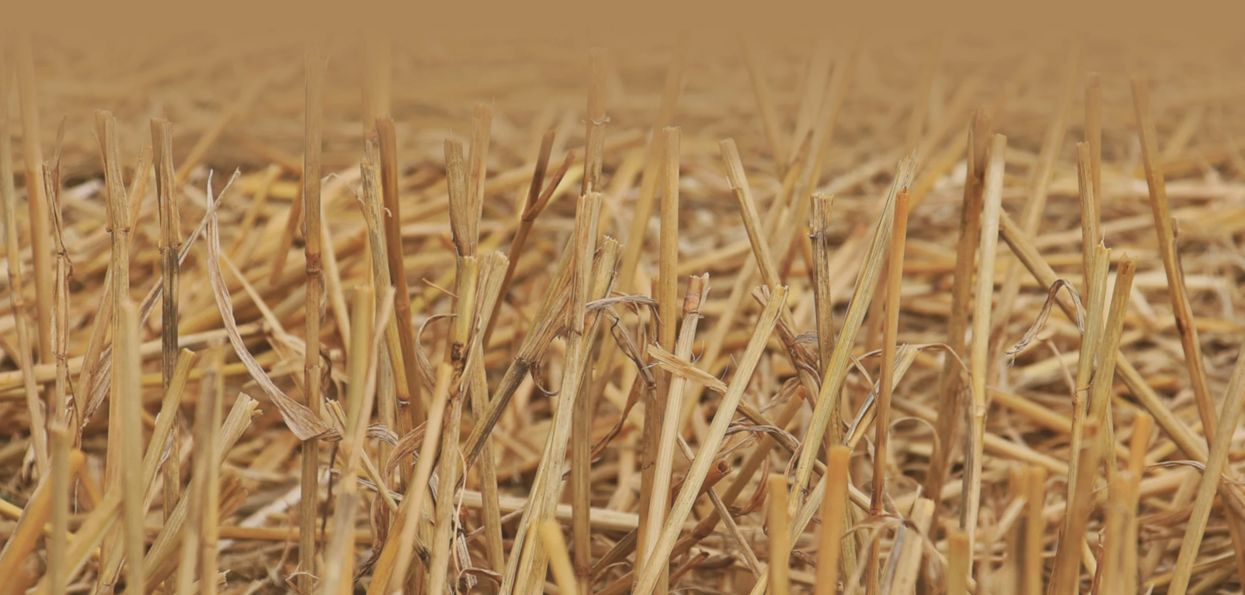 straw.jpeg