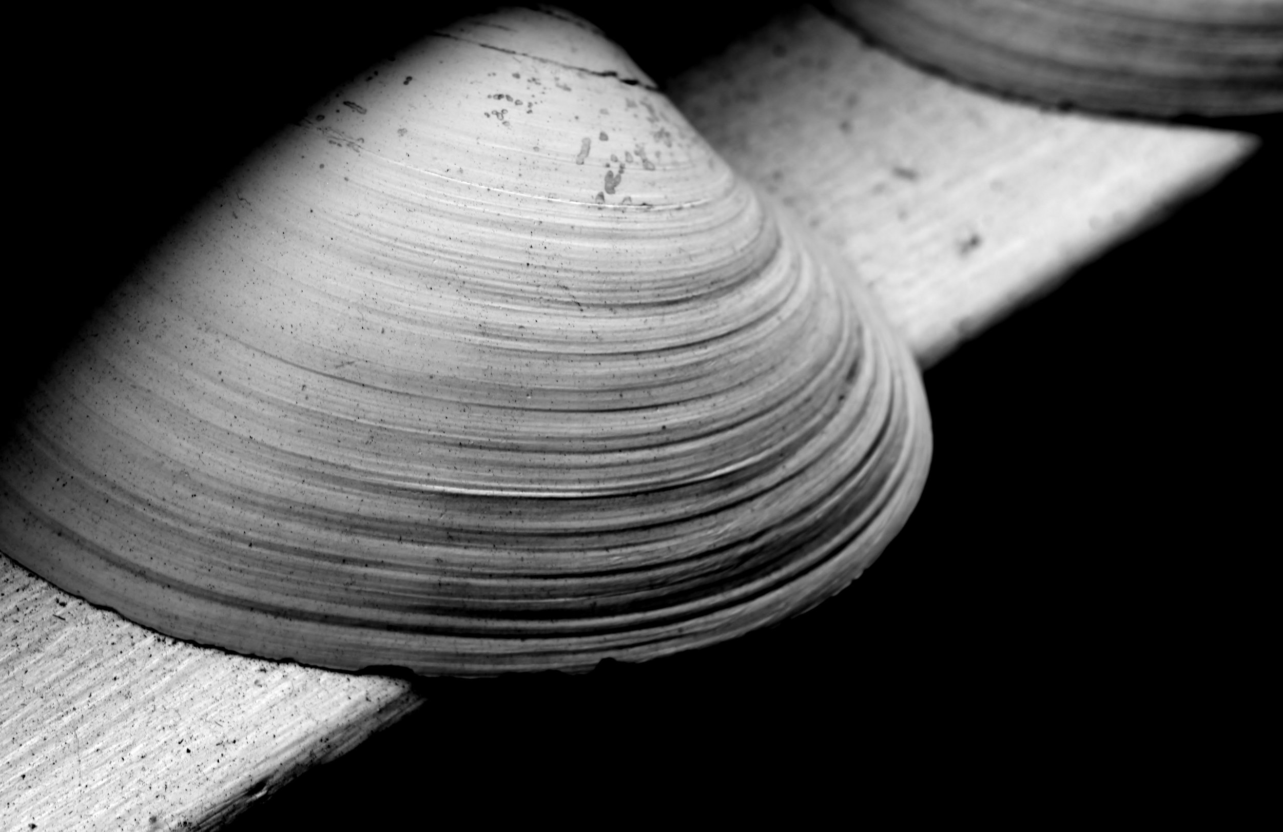 Shell on the Sill.jpg