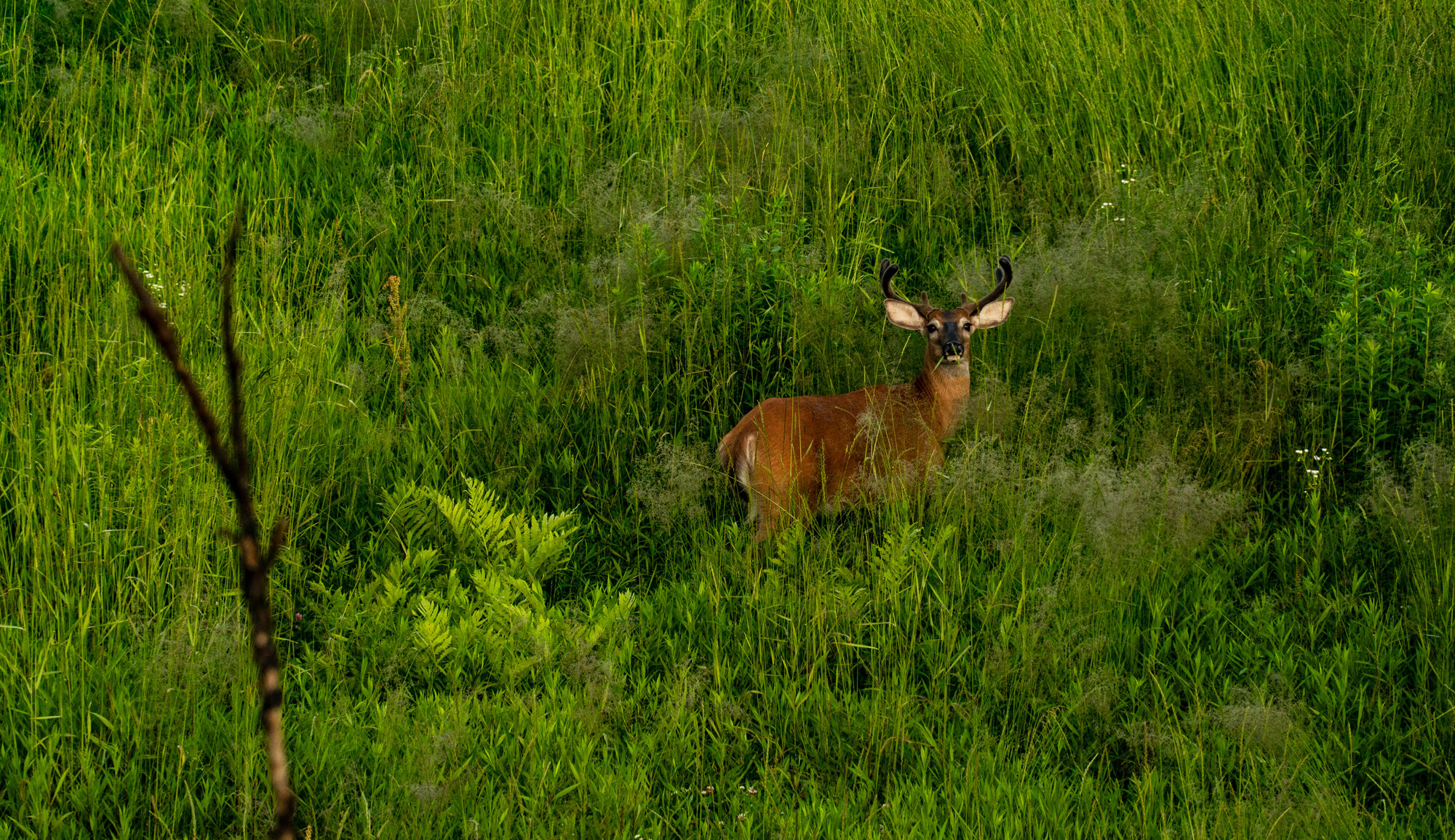 Young-Buck-(1).jpg