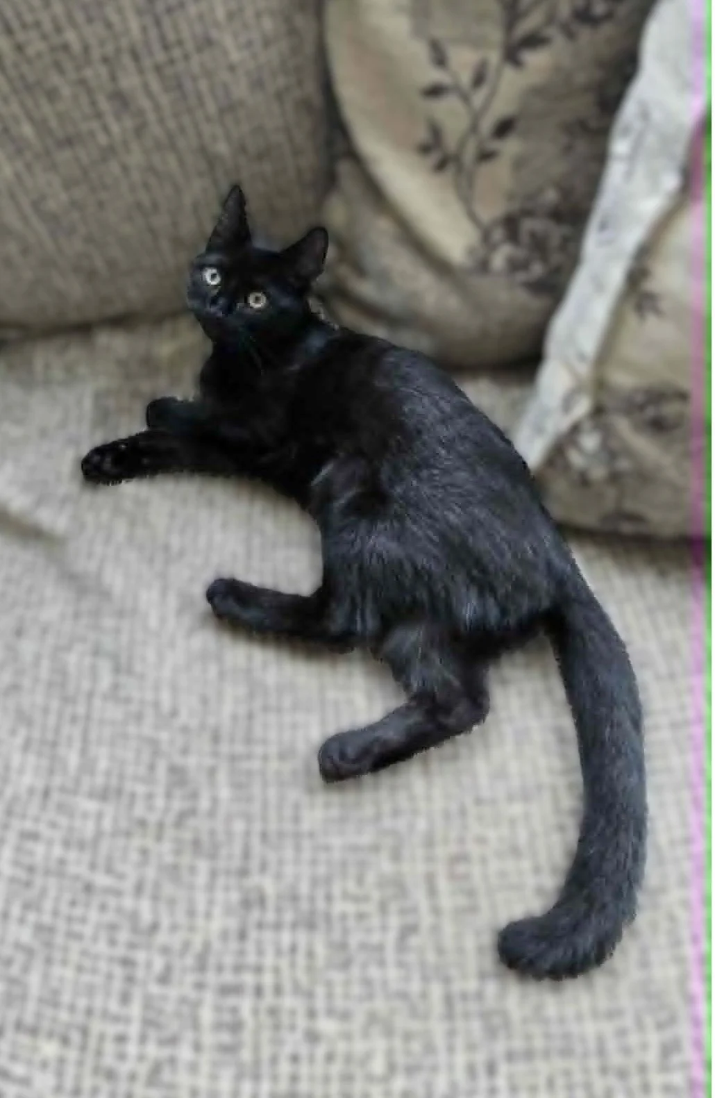 Mr Binx - RESERVED