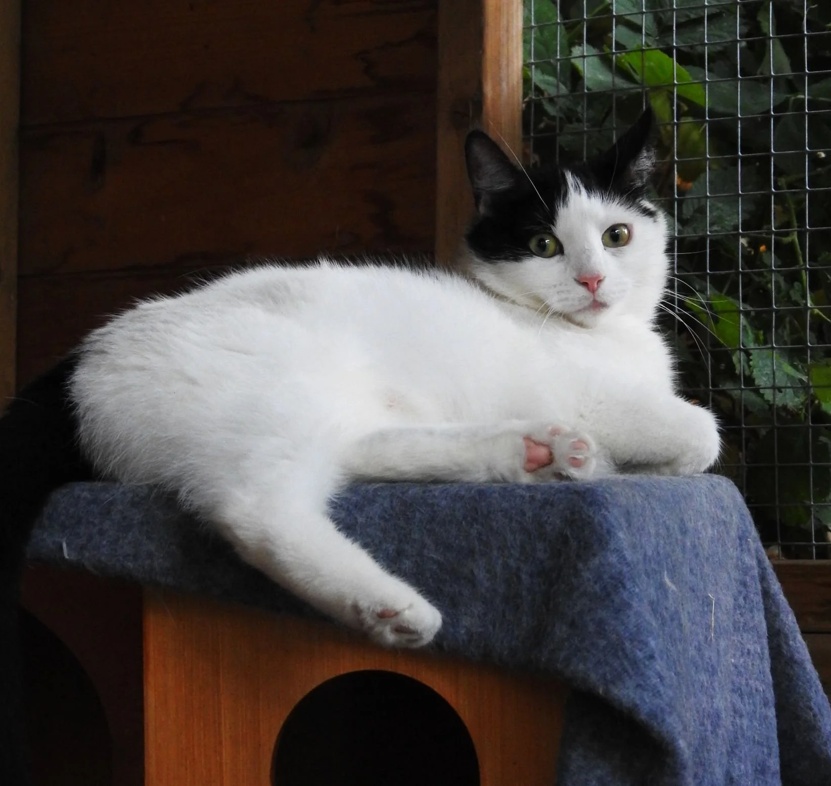Jade laying down 7th July 2026.JPG
