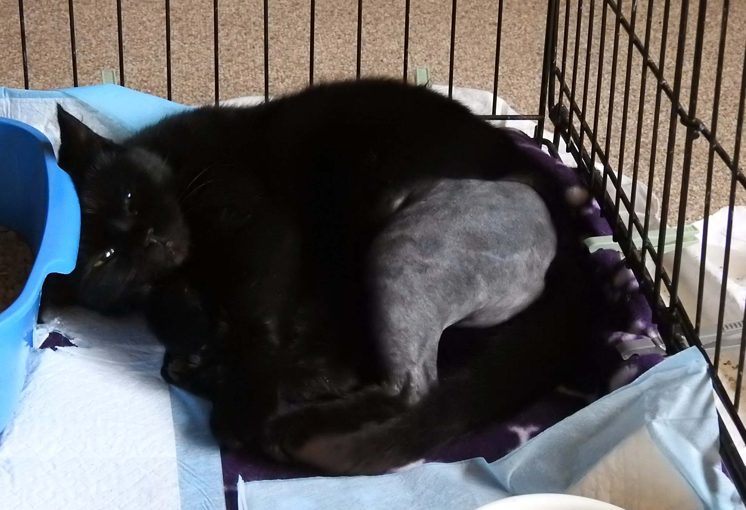 Squint the day after her knee op 22nd Aug 2025.JPG