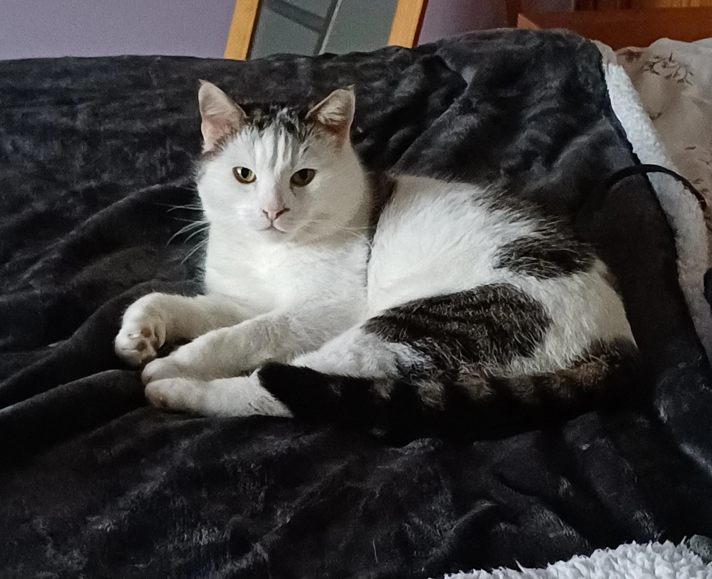 Loki
