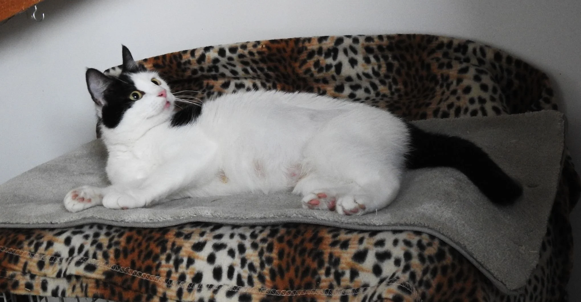 Jade laying on the crate 7th July 2026.JPG