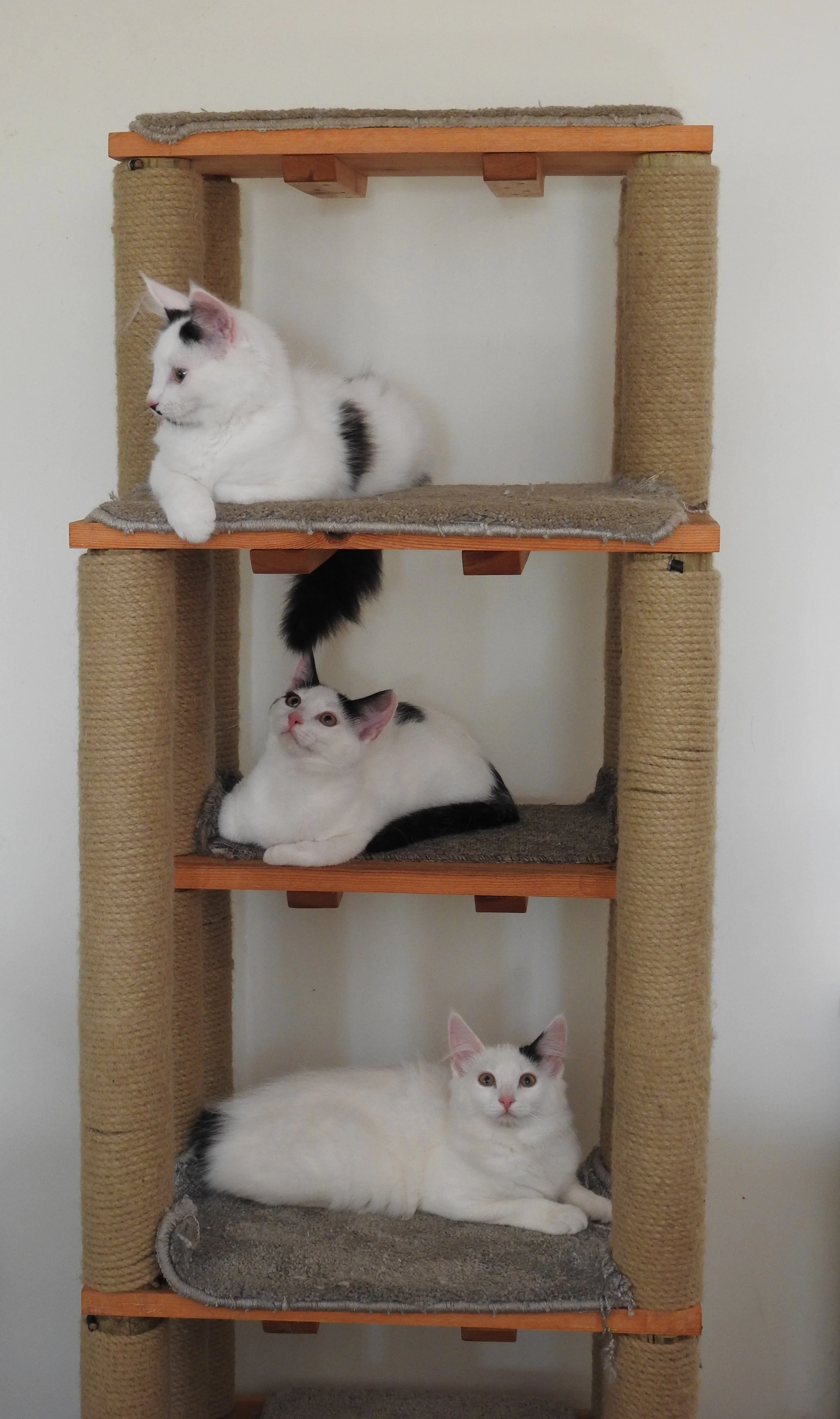 Ava, Danielle and Charlotte.jpg