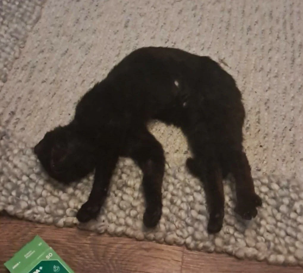 Squint when she first came in.jpg