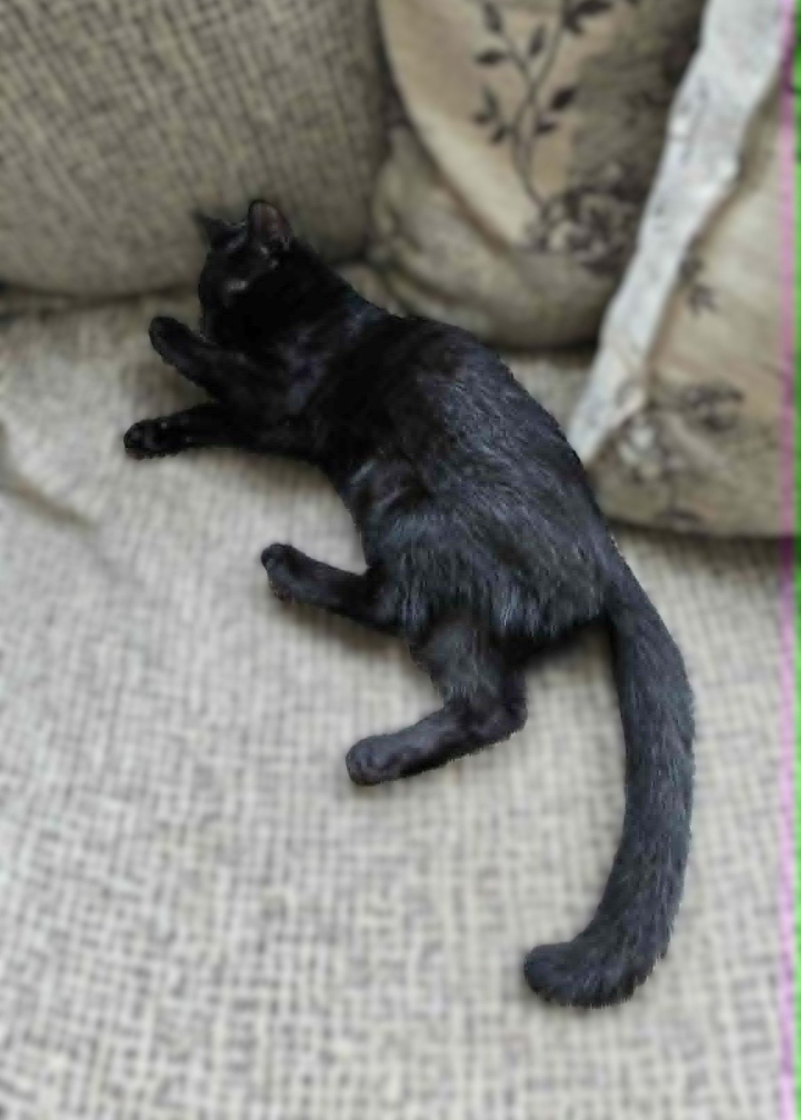 Mr Binx2.jpg