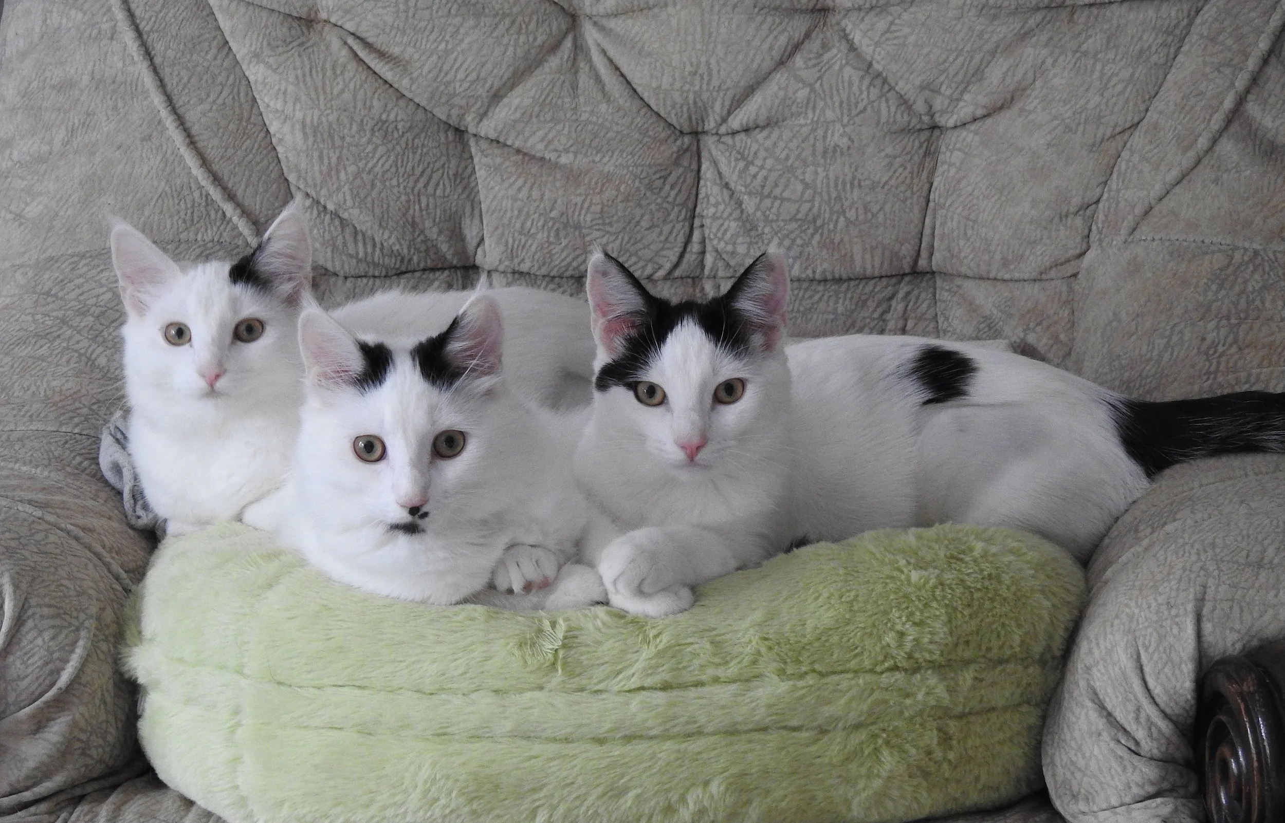 Charlotte, Ava and Danielle.jpg