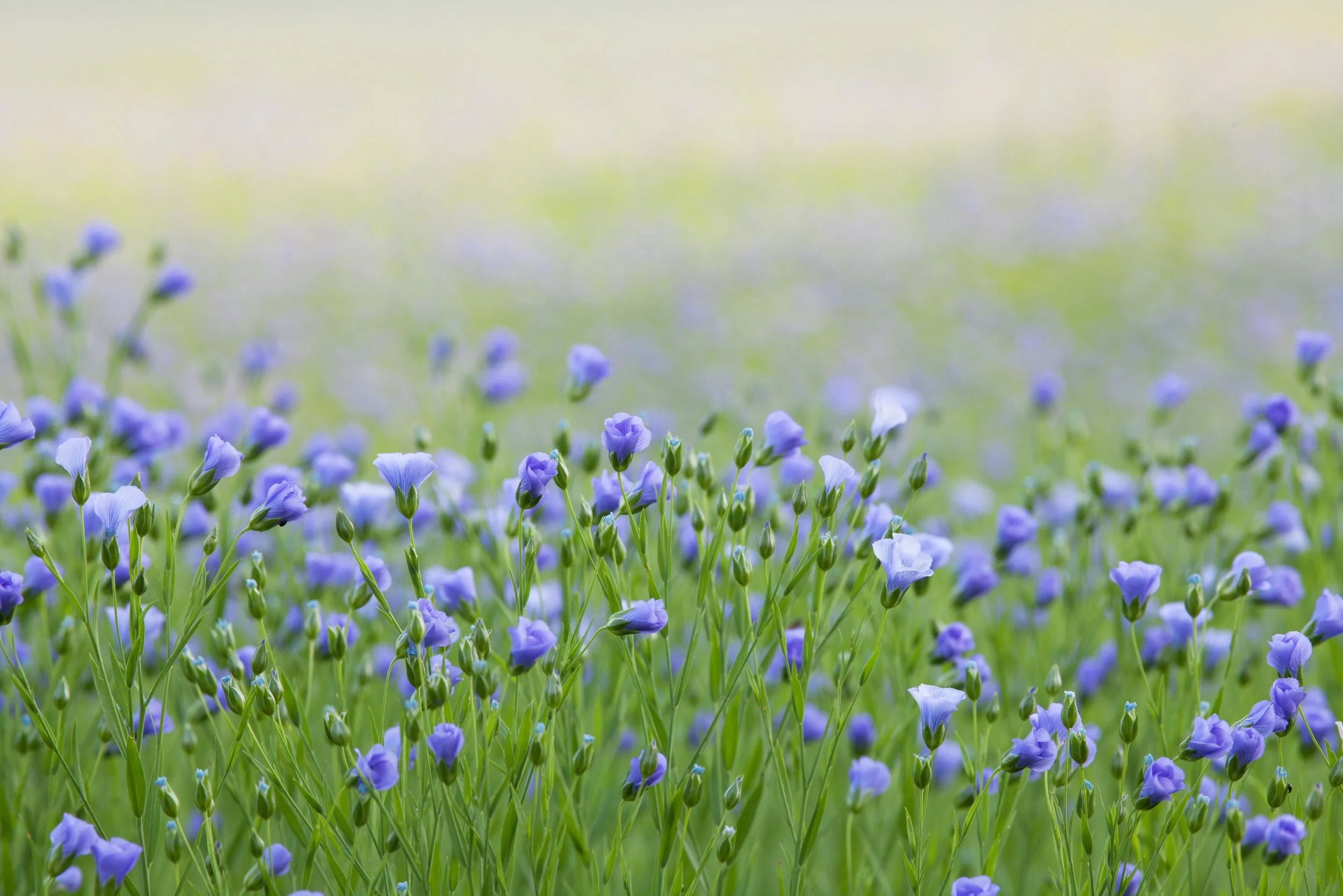 Flax Flowers in Bloom.jpg