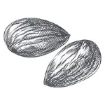 Almonds illustration