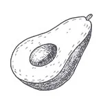 avocado illustration