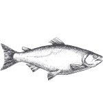 wild salmon illustration