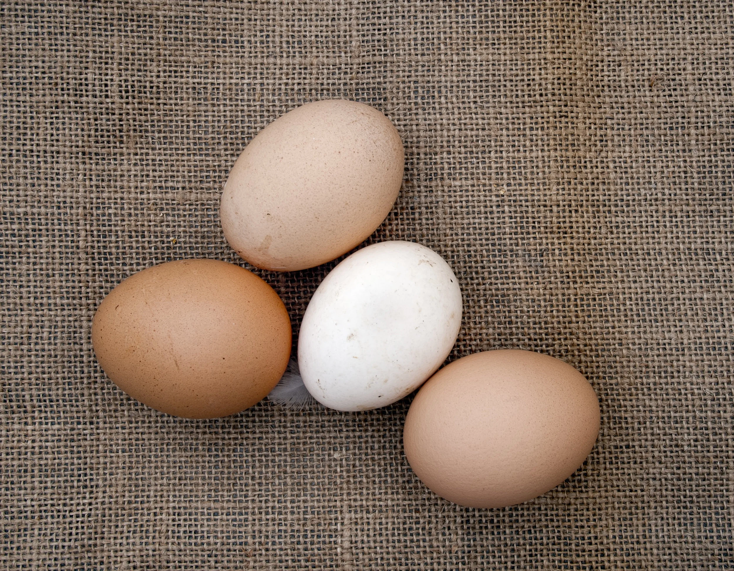 group of eggs