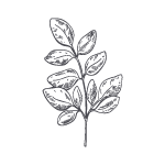 Moringa-Illustration-150x150.png