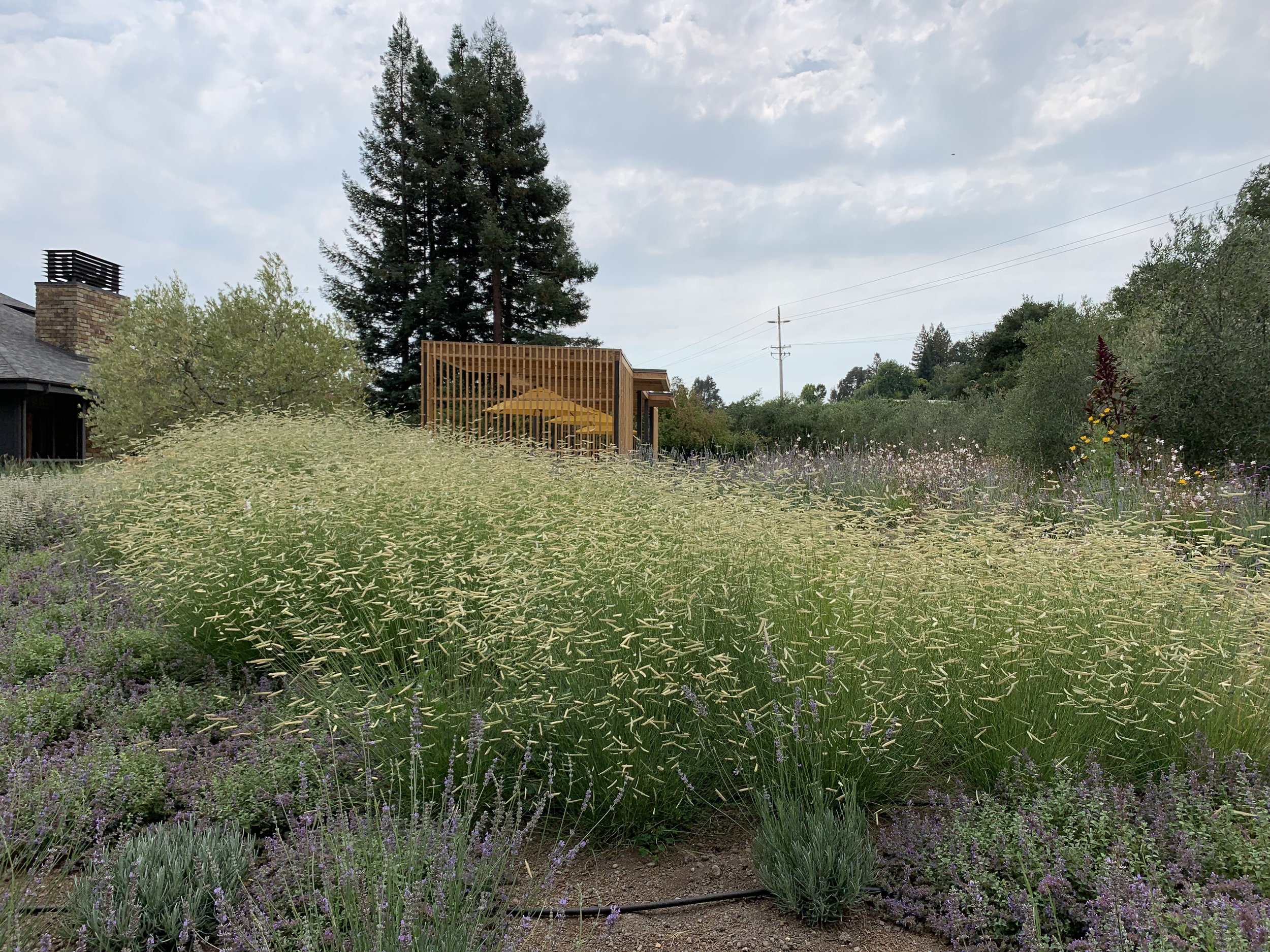 The existing Winery has a magnificent pollinator, edible garden that supports an array of butterflies, bees and birds, as well as humans. In an effort to expand outdoor tastings a side garden was created under a crisp wood trellis amongst the grasse