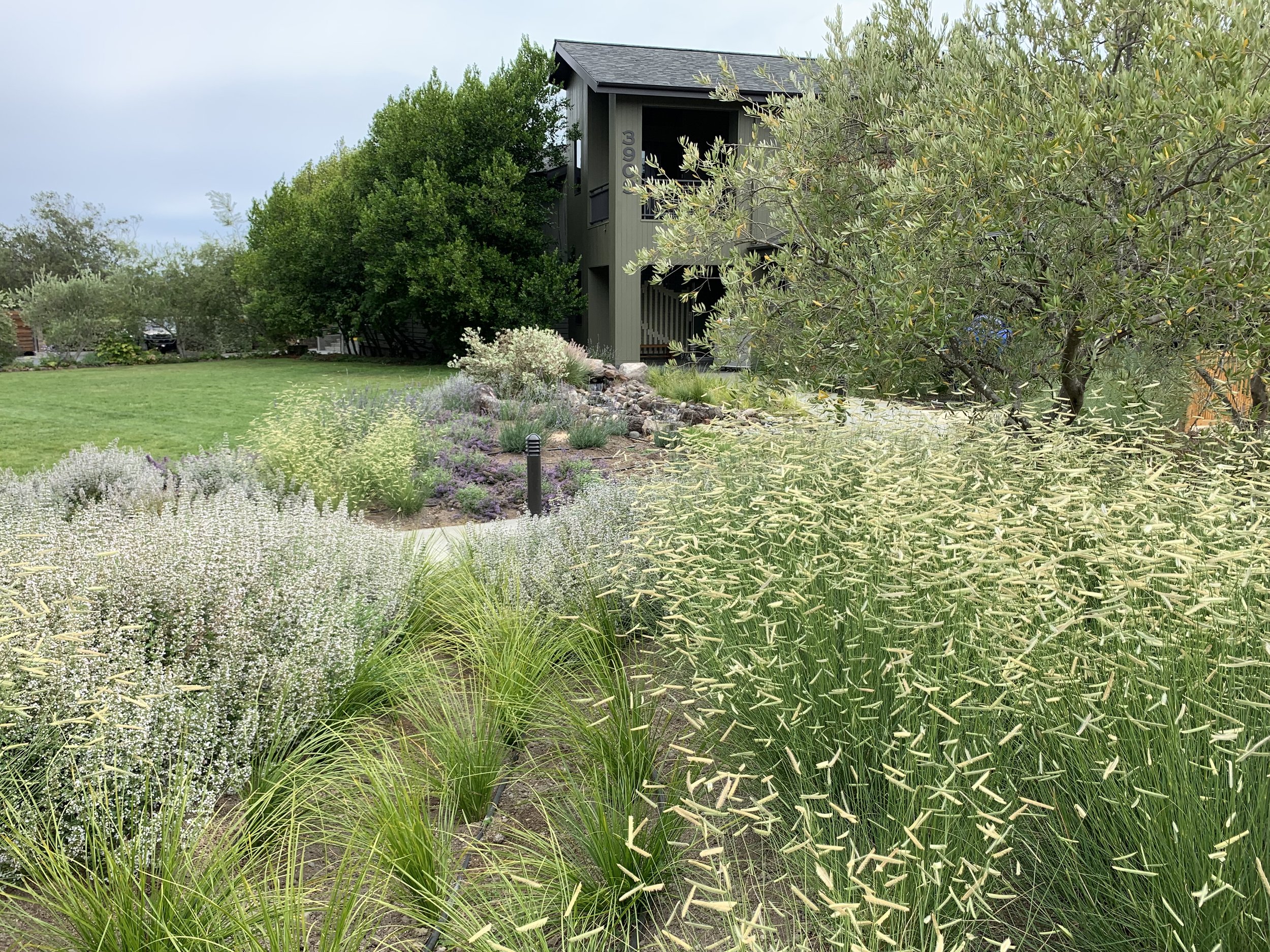 lynmar grasses entry.jpeg