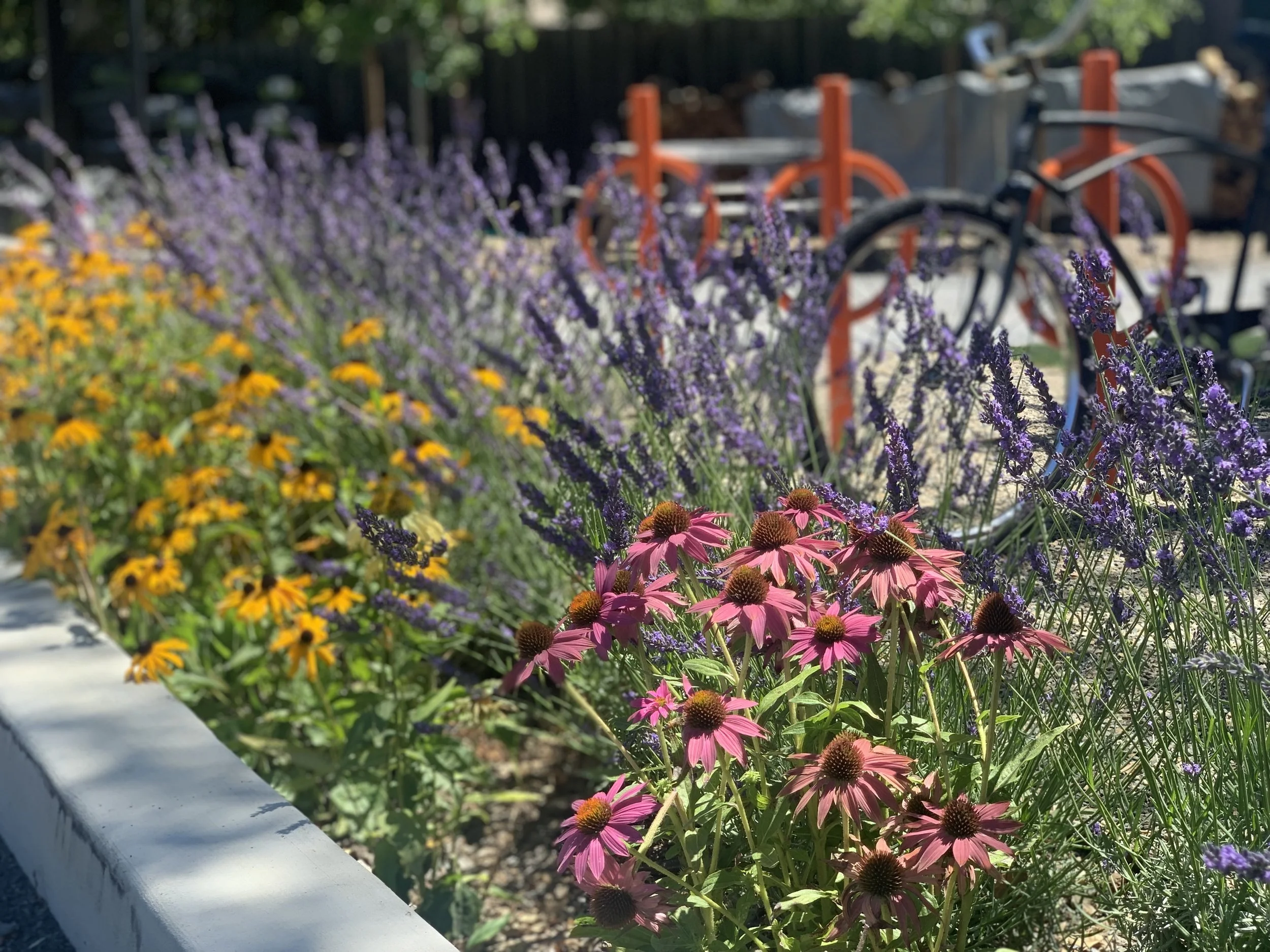 Dr. Wilkinson's Resort | Calistoga California