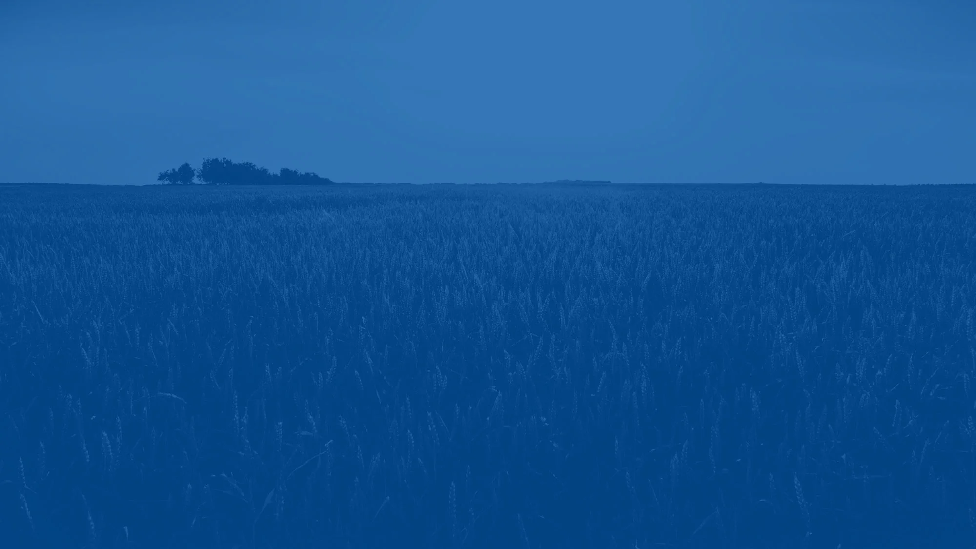 field.jpg