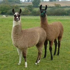 llamas.jpg