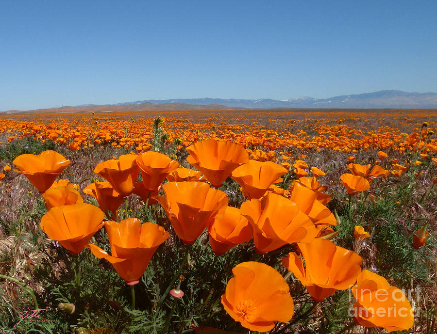 california-poppy-field-suzette-kallen.jpg