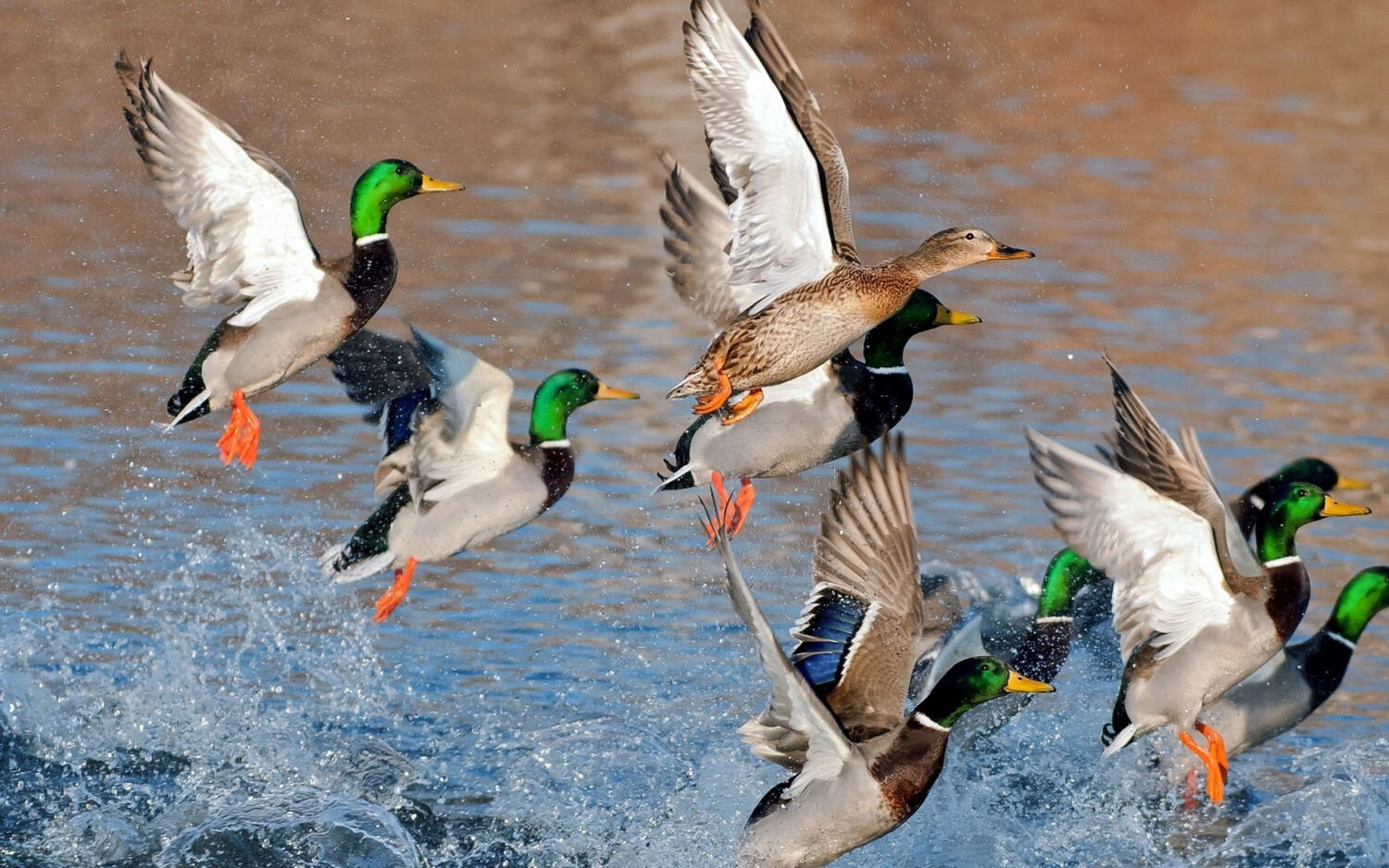 arkasas-ducks-flying.jpg