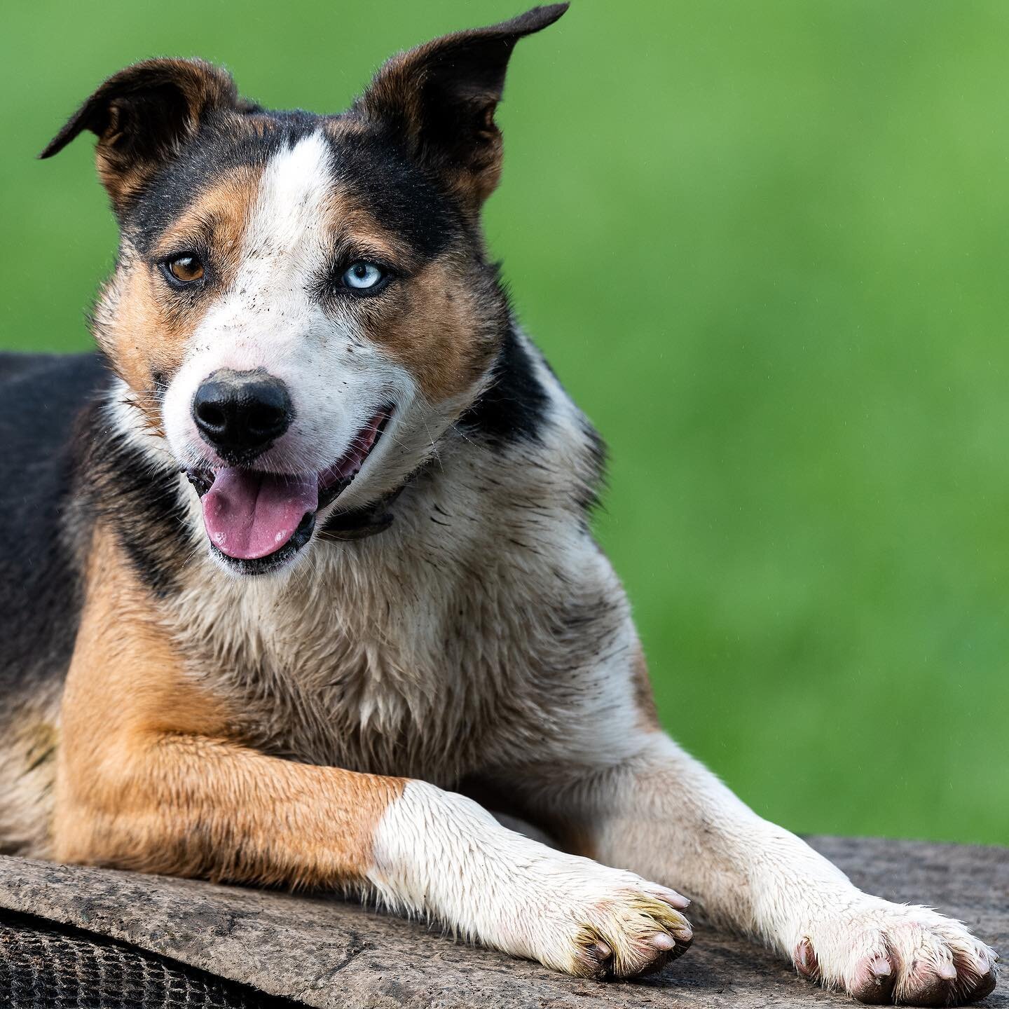 &lsquo;Slug&rsquo; the farm dog giving me the old &lsquo;wolf-eye&rsquo;.

#nzworkingdogs 
#farmdogs 
#everythingcountrynz 
#farmdogsofinstagram 
#freakyeyes #heterochromia