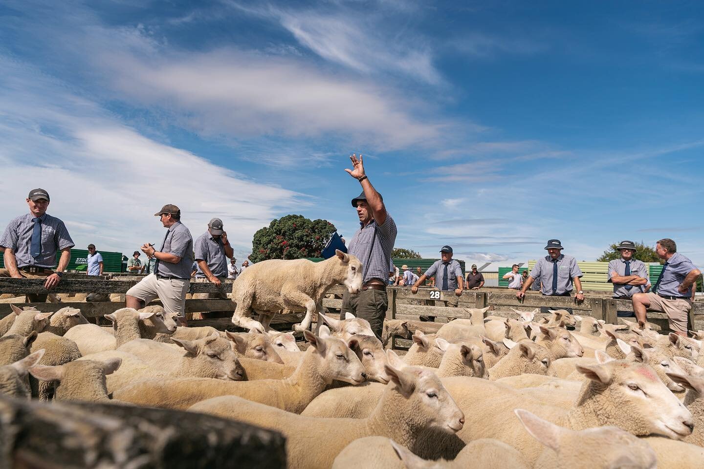 Wee throw back to shorts weather and casual sheep levitation with the @pgwlivestock sales team in action at the Feilding sale yards. 

#ruralnz
#newzealandlife 
#pggwrightson 
#feilding 
#sheeplife 
#agvocate 
#usetheforce
