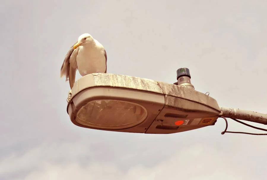 Seagull in Seattle