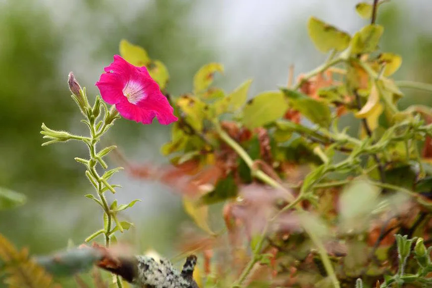 Wild Flowers, Ebeemee Lake