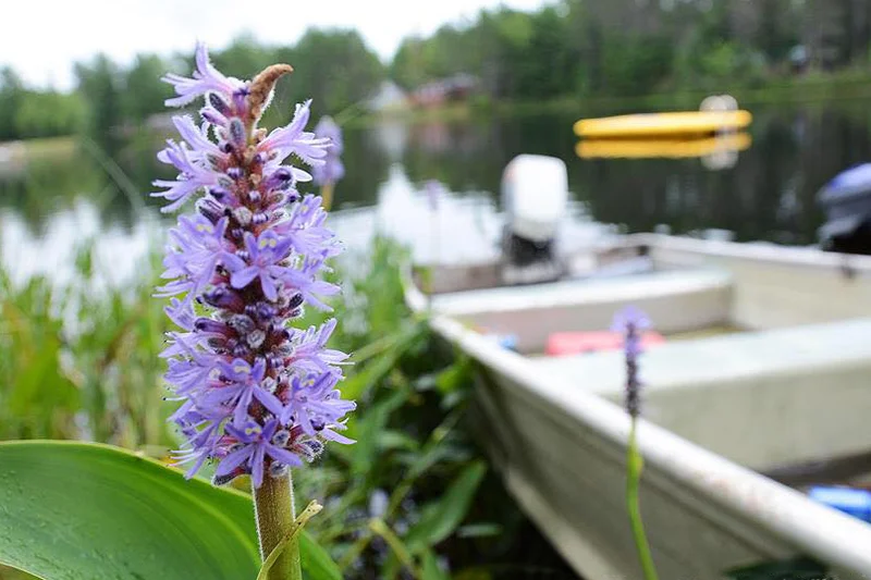 Wild Flowers by the Lake
