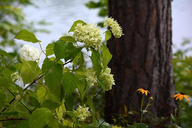 Wild Flowers around the Lake