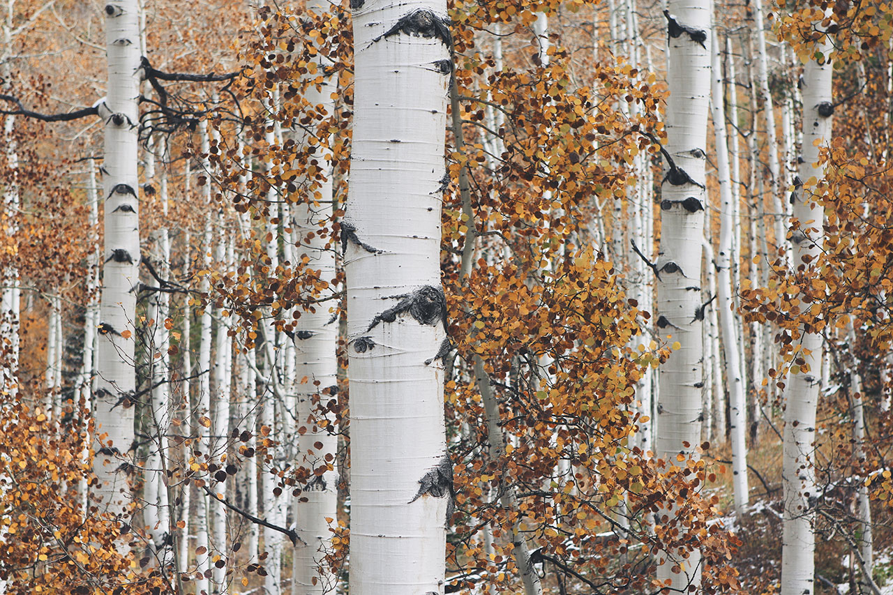 birch-trees-close-up-1280.jpg