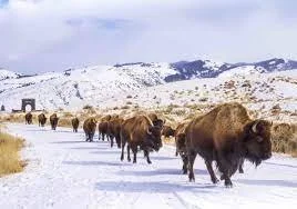 Winter Solstice: Buffalo Medicine