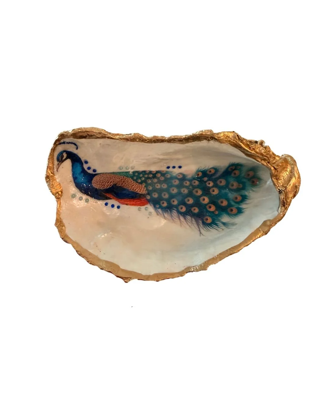 peacockshell.jpg