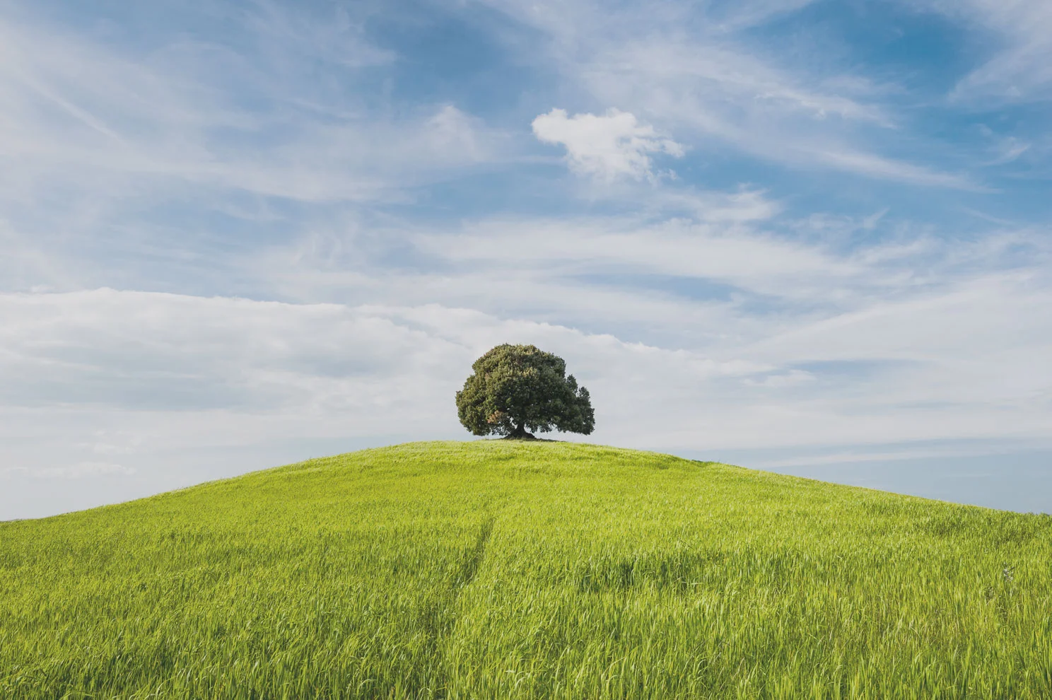 tree.jpg