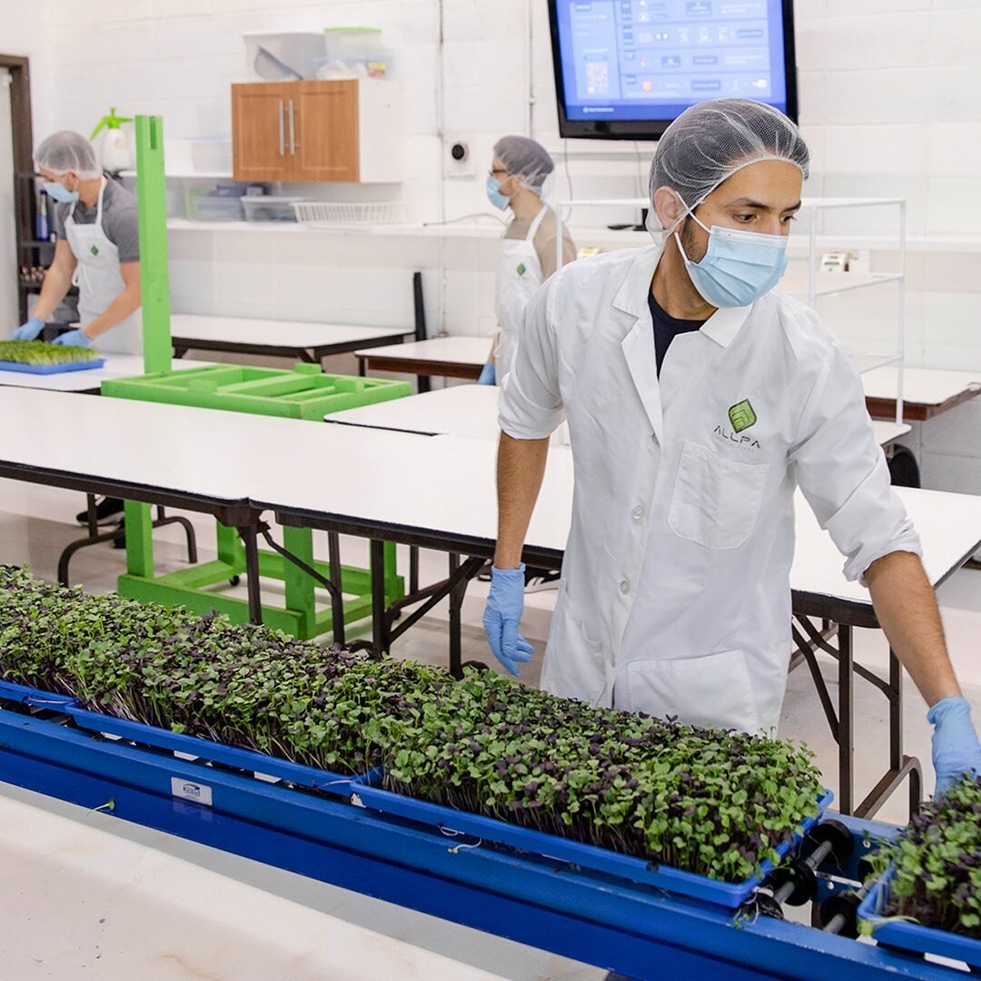 For our latest profile we visited @allpamicrogreens and explored how they use technology to make microgreens more accessible. 

Check it out at the link in our profile!