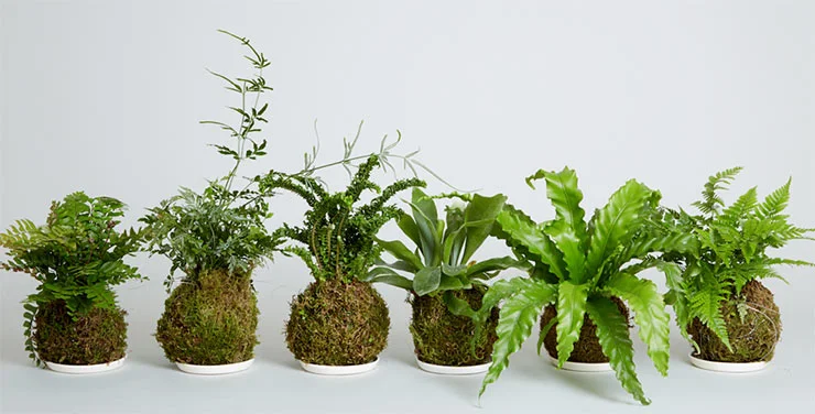 Kokedama-Feat.jpg