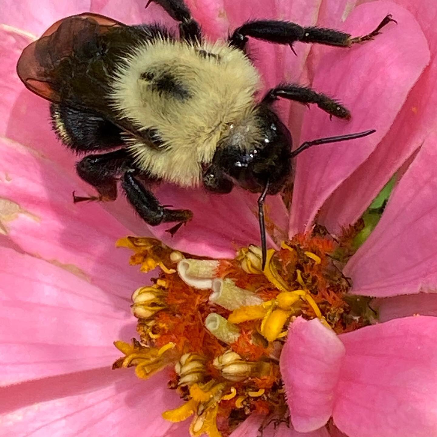 Great news, the bees and butterflies are very happy in my garden AND in the second photo my wildflower garden is thriving. Only green right now but blooms should be happening soon. This is a sustainable, low maintenance flower bed with seeds purchase