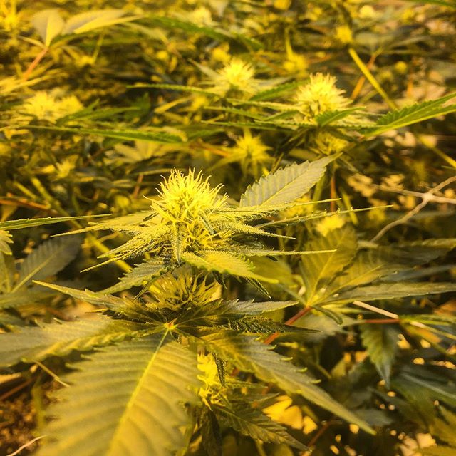 Hairy babies!! They grow up so fast 😂
#Greenlife #AlaskaCannabis #CannabisCommunity #AlaskaGrown #CannaGrow
Greenlife Supply Co.
License 11927 (1) “Marijuana has intoxicating effects and may be habit forming and addictive.”;
(2) “Marijuana impairs concentration, coordination, and judgement. Do not operate a vehicle or machinery under its influence.”;
(3) “There are health risks associated with consumption of marijuana.”;
(4) “For use only by adults twenty-one and older. Keep out of the reach of children.”;
(5) “Marijuana should not be used by women who are pregnant or breast feeding.”