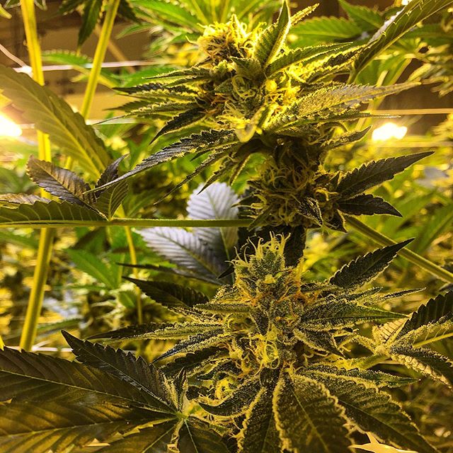 Banana Split 🍌🌿 Coming along nicely ✌🏼💨 #Greenlife #Cultivation #AlaskaGrown #GoldenHeartGrown #AlaskaCannabis #CannabisCommunity #cannabisgrow
Greenlife Supply Co.
License 11927 (1) “Marijuana has intoxicating effects and may be habit forming and addictive.”;
(2) “Marijuana impairs concentration, coordination, and judgement. Do not operate a vehicle or machinery under its influence.”;
(3) “There are health risks associated with consumption of marijuana.”;
(4) “For use only by adults twenty-one and older. Keep out of the reach of children.”;
(5) “Marijuana should not be used by women who are pregnant or breast feeding.”