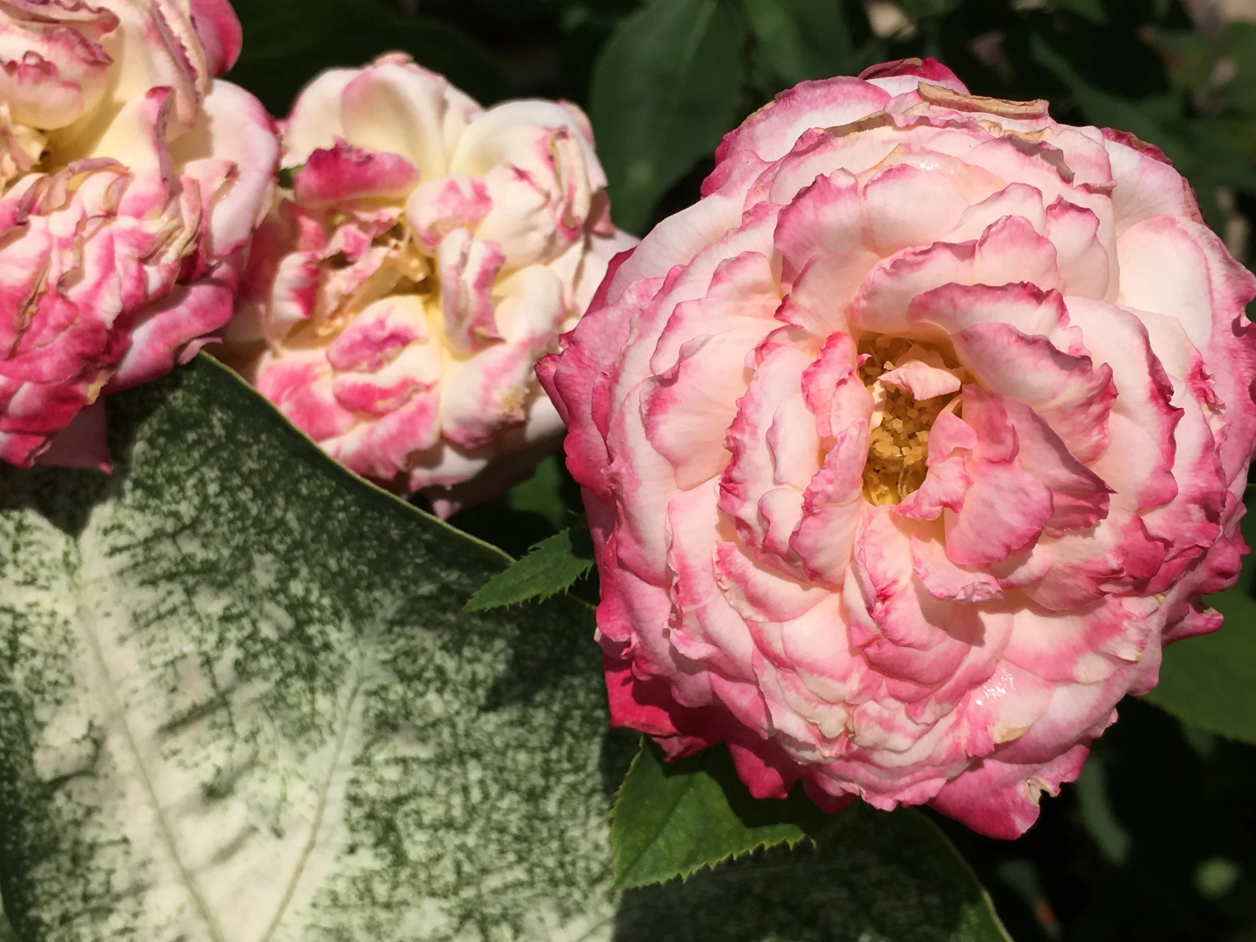 Phuong's Nursery & Home Decor