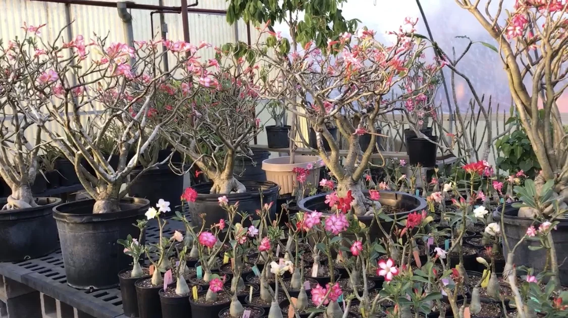 Phuong's Nursery & Home Decor