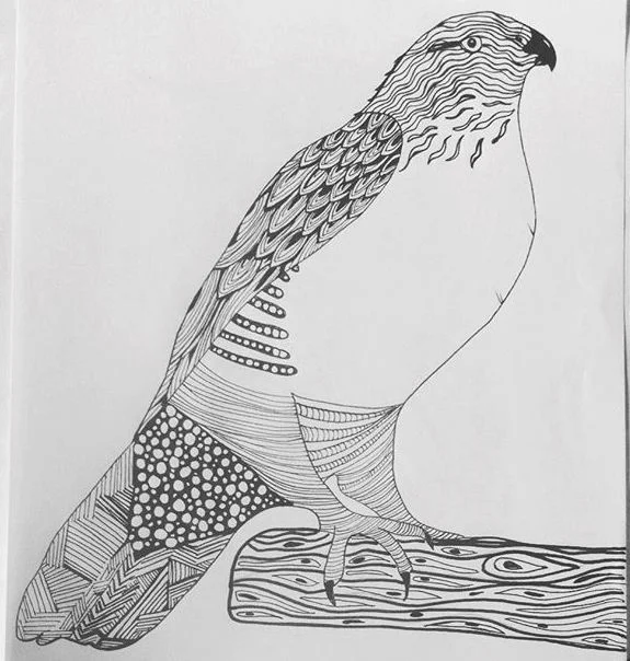 (A recent drawing I did of a hawk)