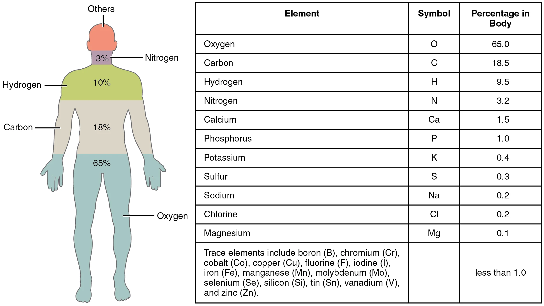 201_Elements_of_the_Human_Body-01.jpg