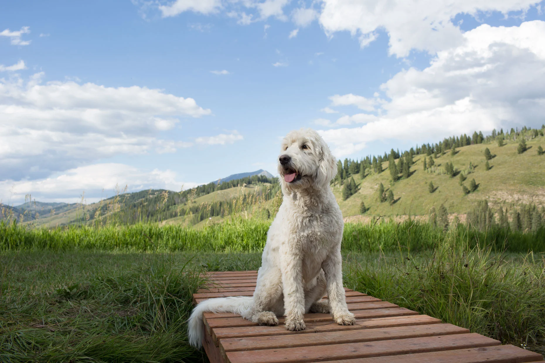 20150726boxy4881-copy1.jpg
