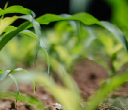 Meet the Mentor: Terry Paule