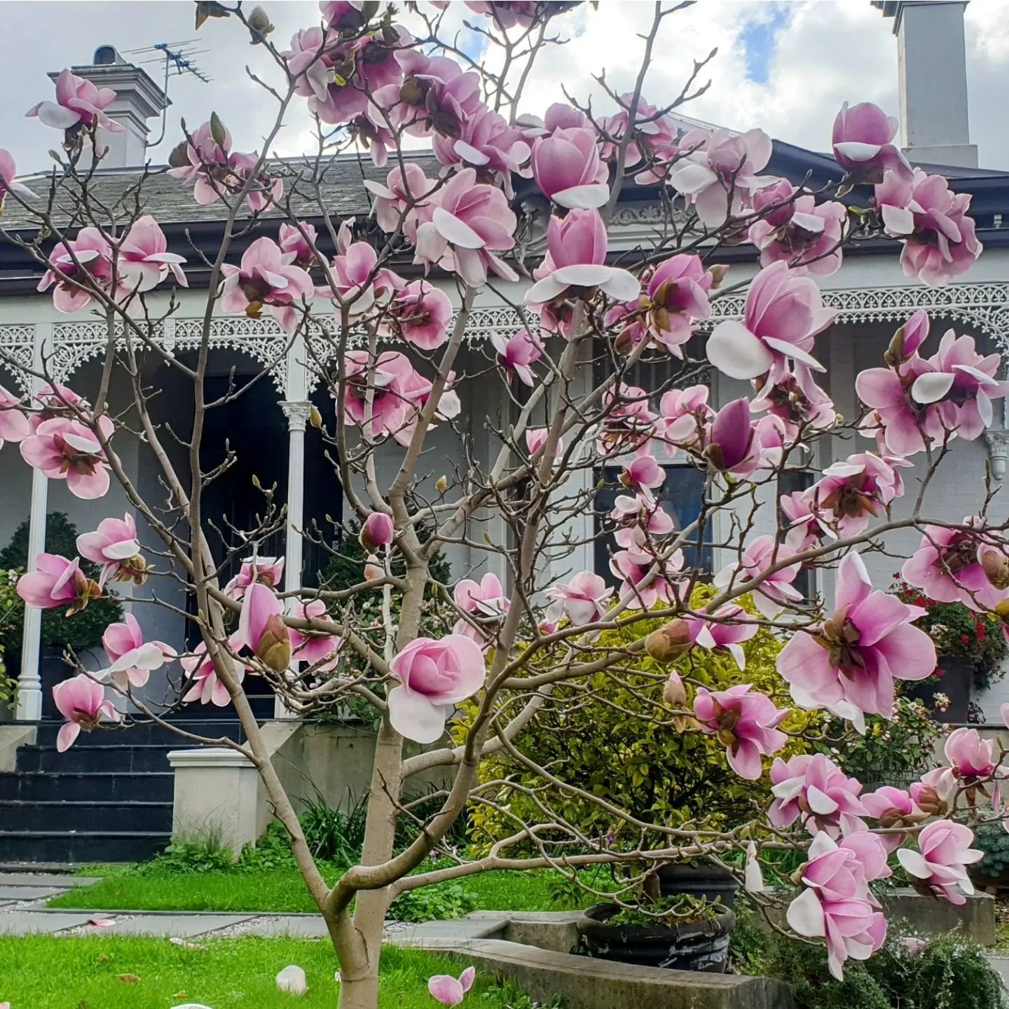 Springtime Magnolia Suprprise!
Like Magnolis, some moments in life are fleeting yet unforgettable. 
Magnolias remind us that that life can be bold and delicate at once.
❤