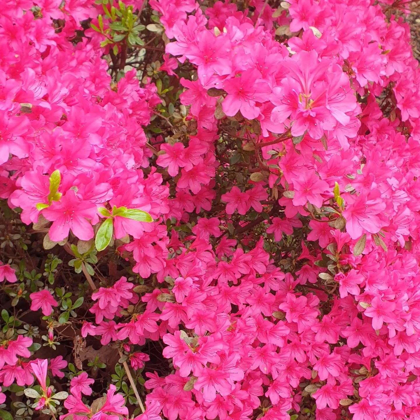 Amazing Spring colour to brighten anyone's day. 🌺🌺🌺