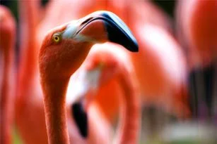 Flamingos and Hard Work